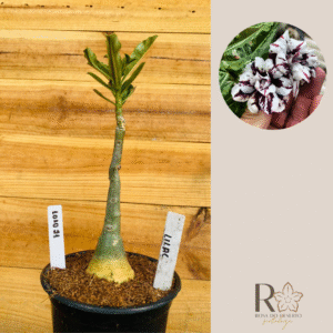 1010 21 Rosa do Deserto Lilac