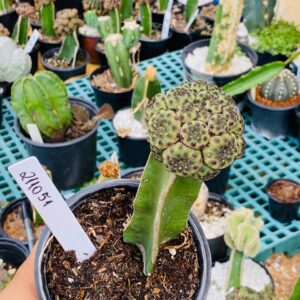 2110 51 Cacto Sulcorebutia rauschii ( VIP )