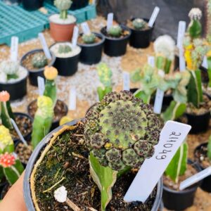 2110 49 Cacto Sulcorebutia rauschii ( VIP )