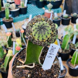 2110 45 Cacto Sulcorebutia rauschii ( VIP )