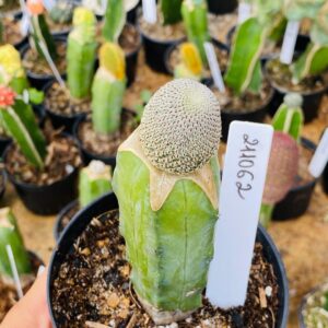 2110 62 Cacto Rebutia Heliosa ( VIP )