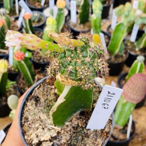 2110 67 Cacto Dansii ( VIP )