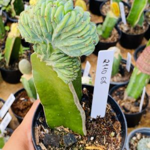 2110 68 Myrtillocactus geometrizans Cristata ( VIP )