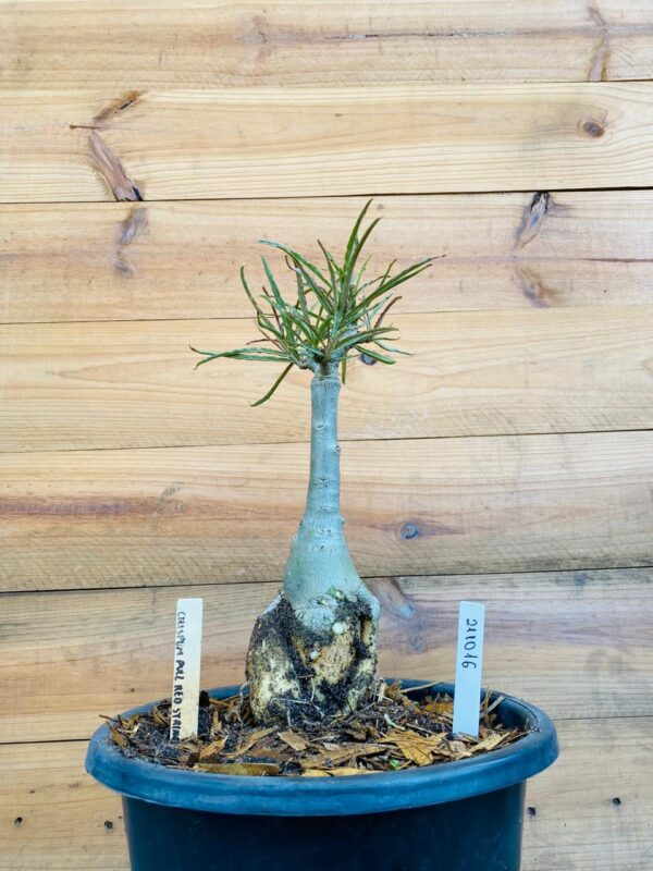 2110 15 Big Caudex Crispum Pull Red Strings
