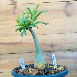 2110 18 Big Caudex Snow Pink