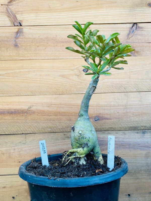 2110 19 Big Caudex Crepusculo