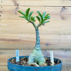 2110 22 Big Caudex Triple Wish