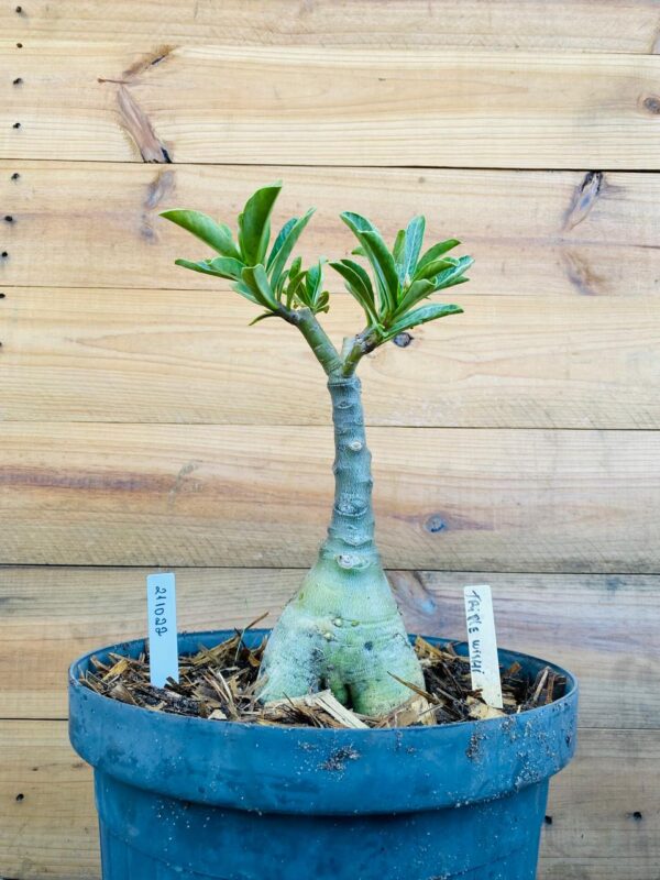 2110 22 Big Caudex Triple Wish
