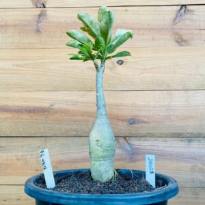 2110 29 Big Caudex Big White