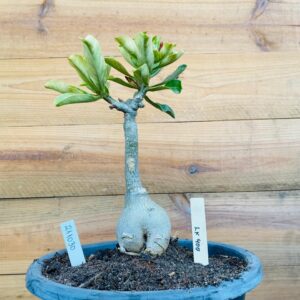 2110 30 Big Caudex Lk400