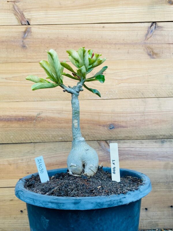2110 30 Big Caudex Lk400
