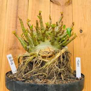 2210 01 Arabicum Tanos - Adulta