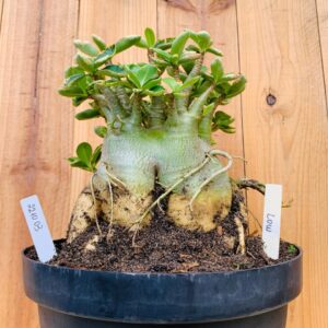 2210 03 Arabicum Low Tigrada - Adulta