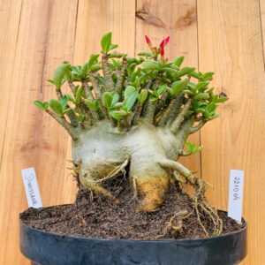 2210 04 Arabicum Dinossaur Tigrada- Adulta