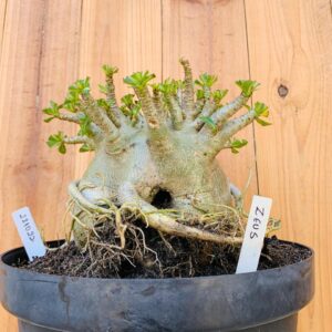 2210 22 Arabicum Zeus - Adulta