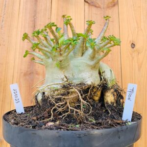 2210 23 Arabicum Tyson - Adulta