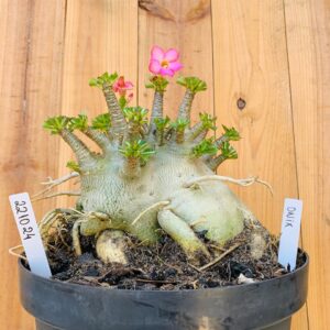 2210 24 Arabicum Onix - Adulta