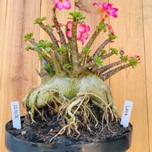 2210 26 Arabicum Lava - Adulta