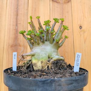 2210 27 Arabicum Hulk - Adulta