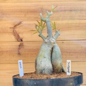 2110 01 Baoba Supreme