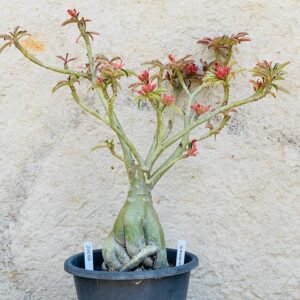 2110 02 Baoba ID MISTERIOSO