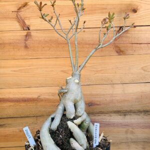 2110 07 Baoba ID MISTERIOSO