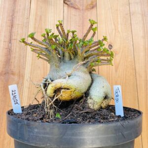 2210 28 Arabicum Torpedo - Adulta