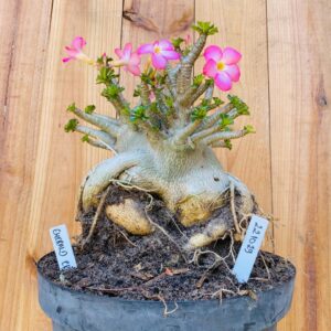 2210 29 Arabicum Emerald Crown - Adulta