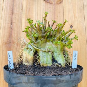 2210 30 Arabicum Super Black - Adulta