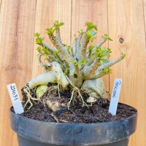 2210 31 Arabicum Poseidon - Adulta