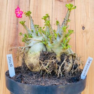 2210 32 Arabicum Braquiossauro - Adulta