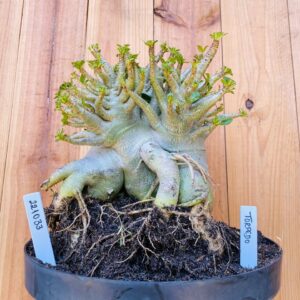 2210 33 Arabicum Torpedo - Adulta