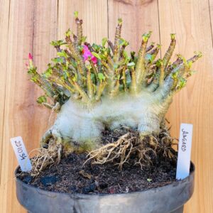 2210 34 Arabicum Asgard - Adulta