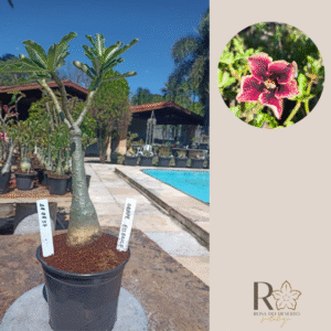 2808 37 Rosa do Deserto Grape Essence