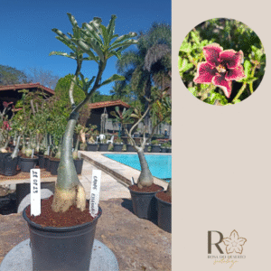 2808 23 Rosa do Deserto Grape Essence