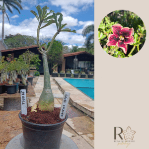 2908 52 Rosa do Deserto Grape Essence