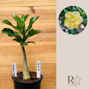 0910 03 Rosa do Deserto Golden Temple