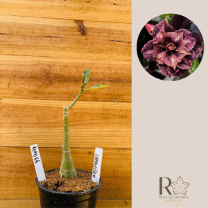 1010 64 Rosa do Deserto Crepúsculo