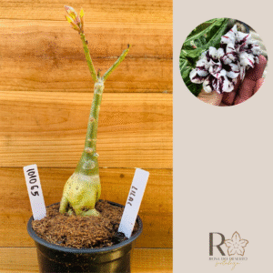 1010 65 Rosa do Deserto Lilac