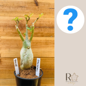 1010 68 Rosa do Deserto ID Misterioso