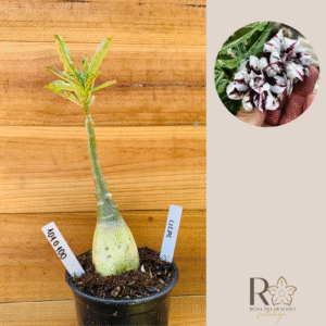 1010 100 Rosa do Deserto Lilac