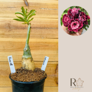 1410 08 Rosa do Deserto Saturno