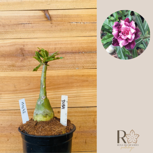 1510 42 Rosa do Deserto Dubai