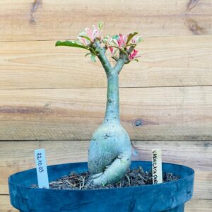 2210 03 Baoba Variegata Porcelana