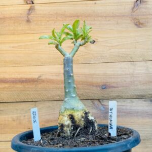 2210 06 Big Caudex Pathumma