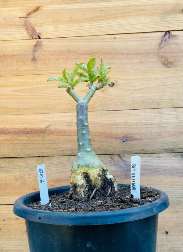 2210 06 Big Caudex Pathumma