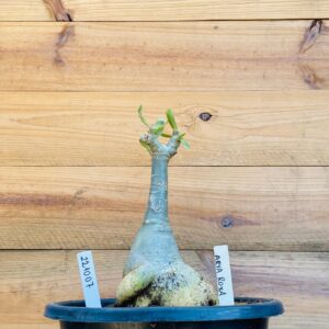 2210 07 Big Caudex Arya Roxa
