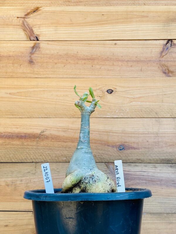 2210 07 Big Caudex Arya Roxa