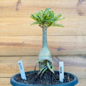 2210 13 Big Caudex Porshe