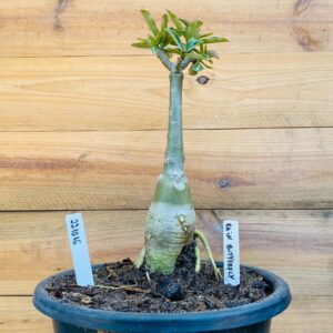 2210 16 Big Caudex Rain Butterfly